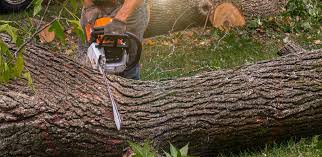 Logan Elm Village, OH Tree Care Company