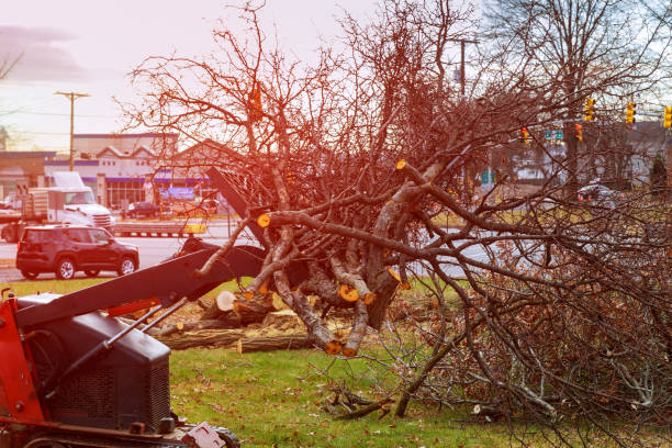 Best Stump Grinding and Removal  in Logan Elm Village, OH