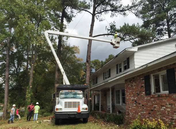 Best Tree Disease Treatment  in Logan Elm Village, OH